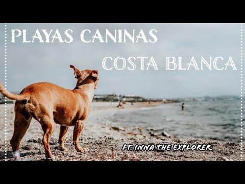 Descubre las playas pet-friendly en el Pa&iacute;s Vasco: &iexcl;disfruta junto a tu mascota!