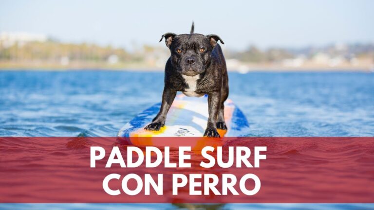Paraíso canino en Catalunya: playas habilitadas para perros