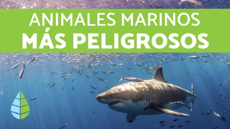 Playas perrunas en Costa Brava: ¡diversión acuática para todos!