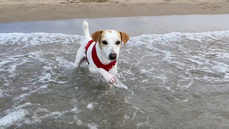 Descubre las playas pet-friendly en Cataluña: ¡Disfruta del verano con tu mejor amigo de cuatro patas!