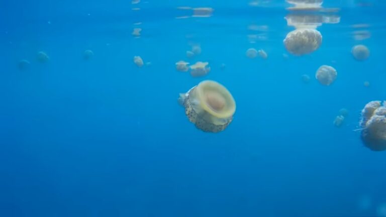 Descubre las id&iacute;licas playas de aguas cristalinas en Calahonda
