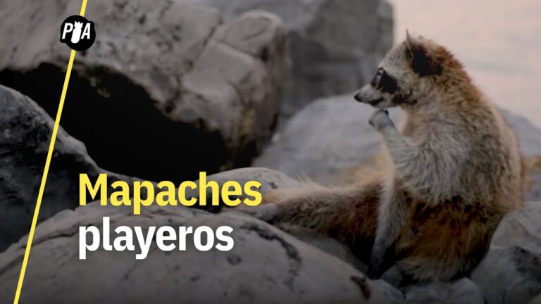 Descubre los Paraísos Playeros de San Fernando
