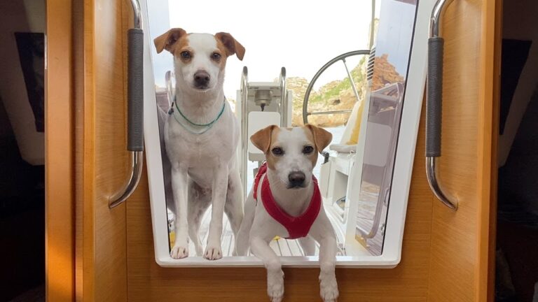 Playa para perros: descubre los destinos caninos en la Costa Brava