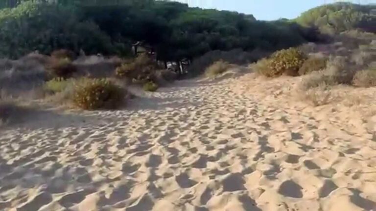 Descubre las mejores playas para practicar dogging: ¡aventura y diversión garantizadas!