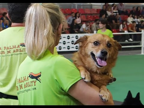 Mar y perros: la combinación perfecta para disfrutar en Murcia