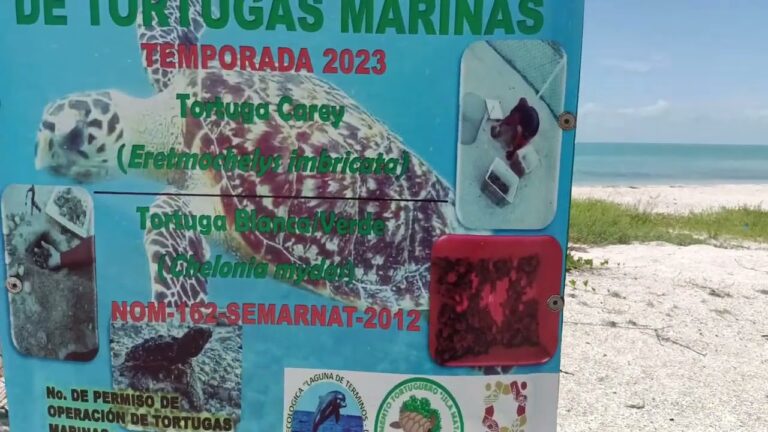 Descubre las paradisíacas playas de arena blanca en San Julián