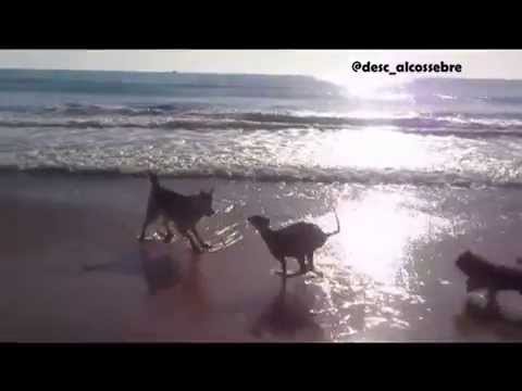Paraísos caninos: Playas dog-friendly en la Comunidad Valenciana
