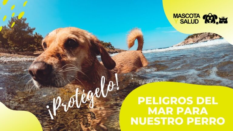 Granada: ¡Disfruta del mar junto a tu perro!