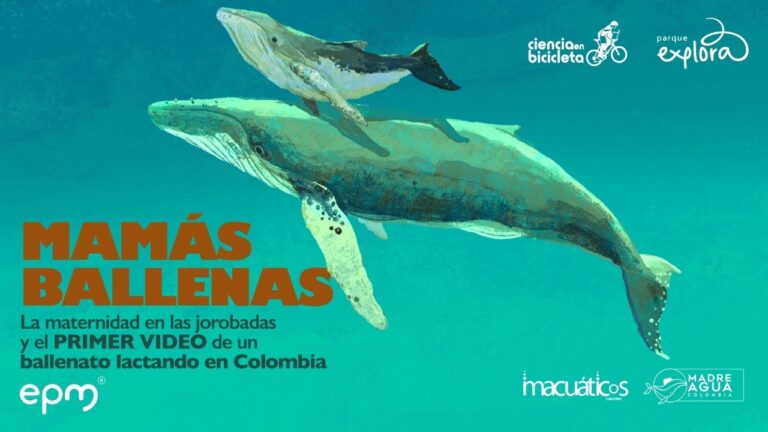 Descubre los secretos de la costa de Ballena en un increíble viaje de exploración