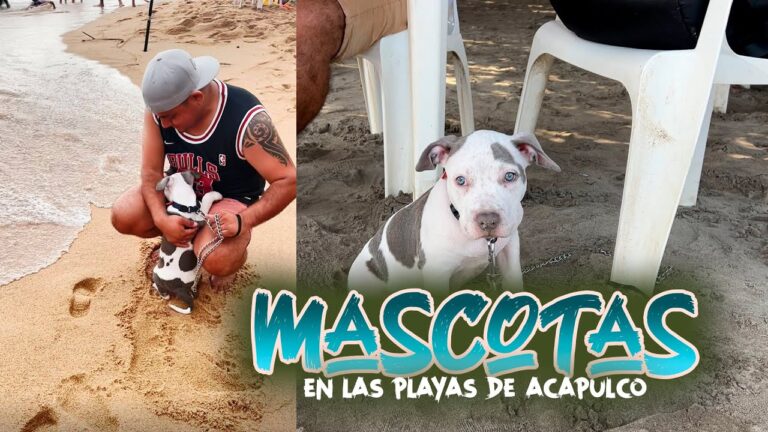 Descubre las playas pet-friendly perfectas para disfrutar con tu perro