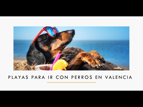 ¡Playas caninas en la Comunidad Valenciana: descubre las nuevas normativas!