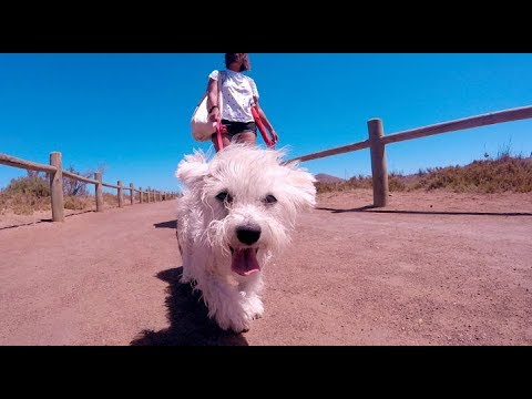 Paraíso canino: descubre las mejores playas para perros en Cabo de Gata