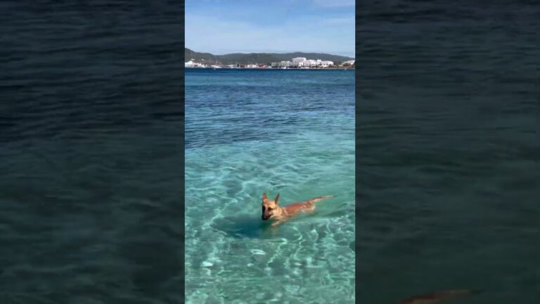 Descubre los mejores destinos dog-friendly en Ibiza para disfrutar con tu perro
