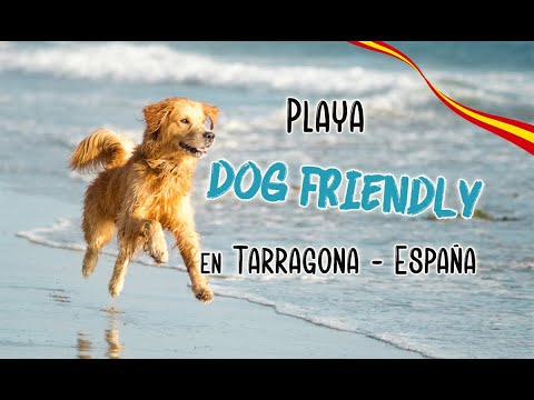 Playas pet-friendly en Cataluña: Disfruta del verano junto a tu perro