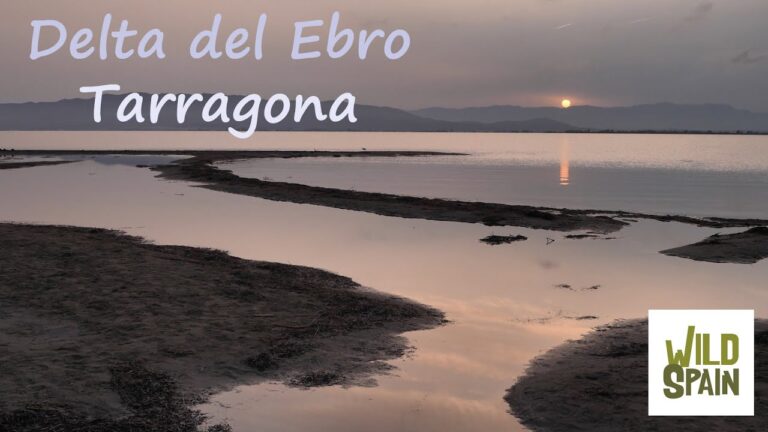 Descubre las increíbles playas fluviales del Ebro