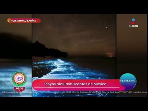 Descubre los fascinantes destinos de playas luminiscentes