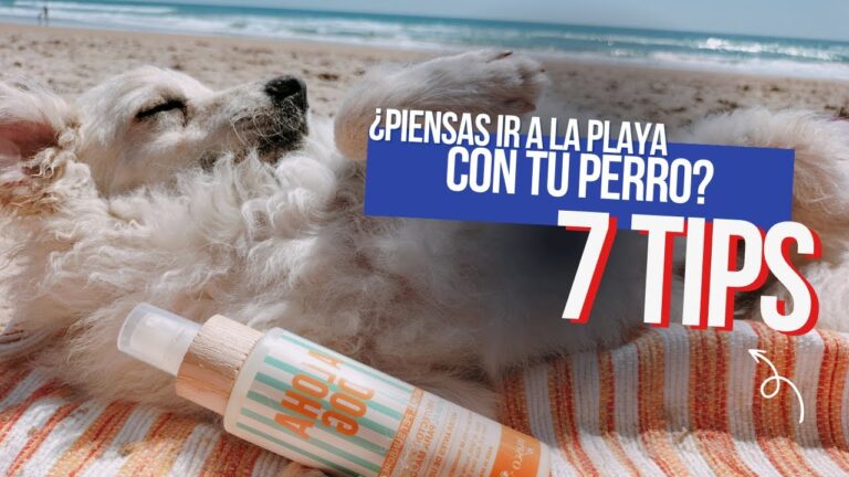 Alicante: Disfruta del sol y mar junto a tu perro