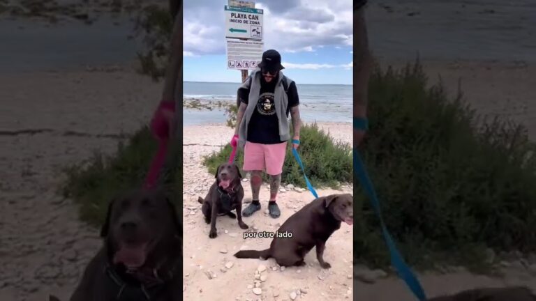 Descubre la guía definitiva de playas caninas en Alicante