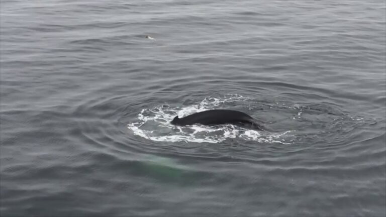 Descubre las maravillas ocultas de las costas de Islandia