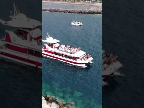 Sumérgete en el fascinante mundo marino: Descubriendo la belleza de Las Ballenas