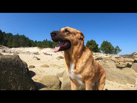 Descubre las playas pet friendly en Galicia: disfruta con tu mascota