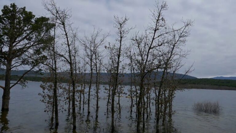 Playas gallegas: Encanto natural entre pinares