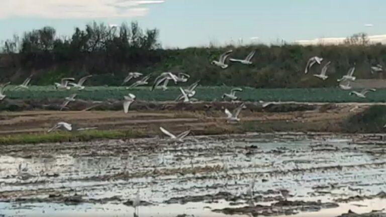 Secretos para el cuidado de la arena en las playas de Valencia
