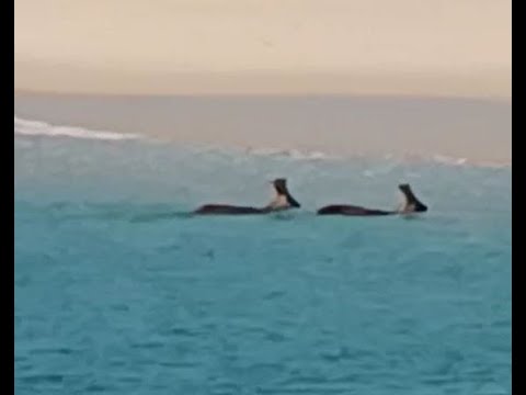 Descubre las playas vírgenes de las Rías Altas: un paraíso sin igual
