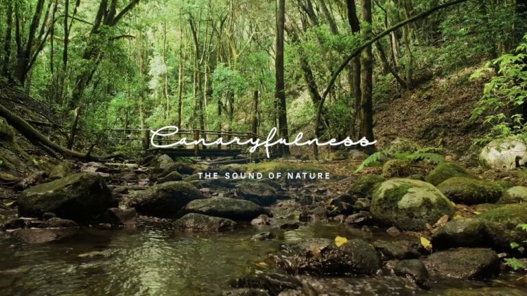 Descubre Papagayo: Un oasis de relajación y tranquilidad.