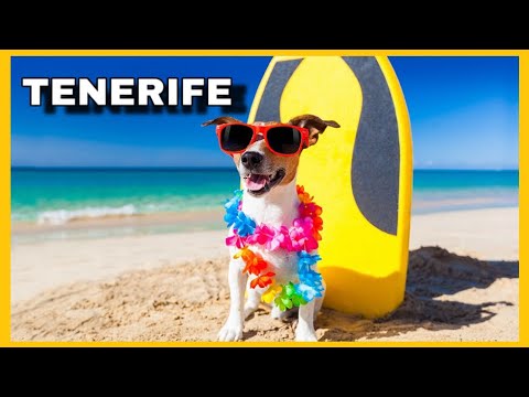 Tenerife: Descubre las playas dog-friendly para disfrutar con tu mascota