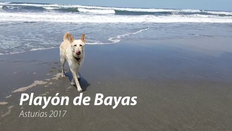 Descubre cómo disfrutar de la costa asturiana junto a tu perro