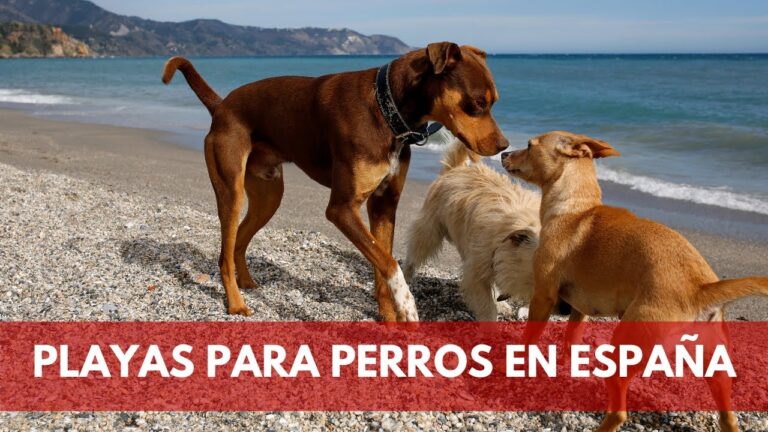 Descubre los mejores lugares para llevar a tu perro a la playa en Gran Canaria