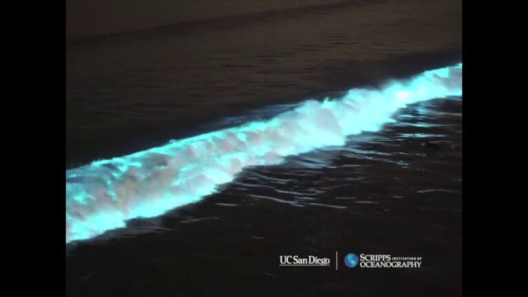 Playas iluminadas: el m&aacute;gico fen&oacute;meno de la bioluminiscencia