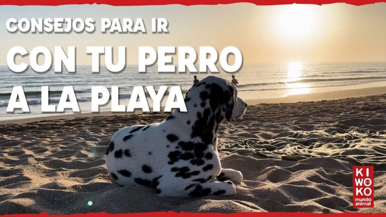 Disfruta las playas en compañía canina: consejos para llevar a tu perro