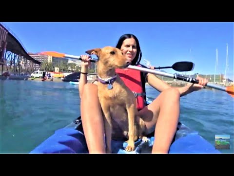 Descubre las playas pet-friendly de Almer&iacute;a: disfruta del sol y el mar junto a tu mascota