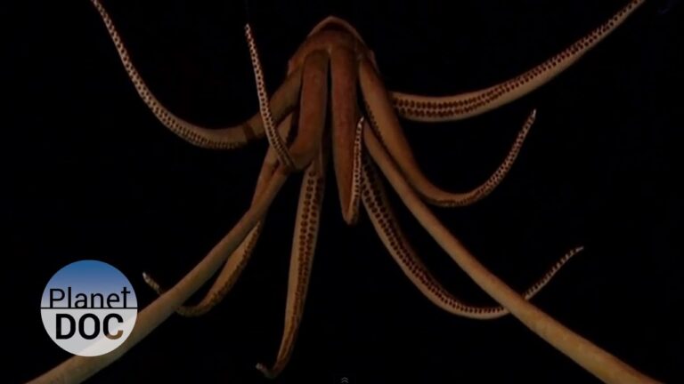 Descubre los encantos marinos de Luarca: ¡Explora sus cautivadoras costas!