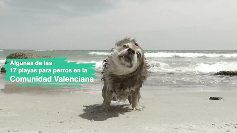 Descubre playas dog-friendly en Castellón
