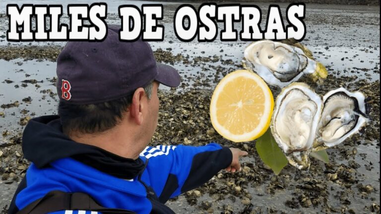 Descubriendo los encantos de las playas de Boston