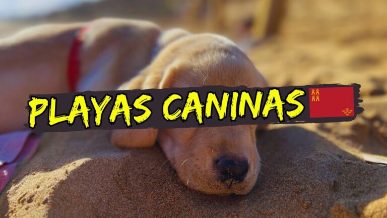 Cartagena: Descubre las playas pet-friendly que har&aacute;n felices a tus mascotas
