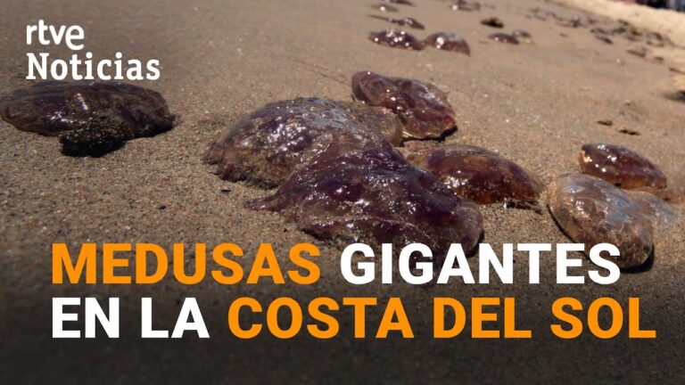 Medusas invaden las playas de M&aacute;laga: &iexcl;precauci&oacute;n al nadar!