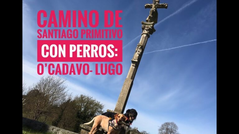 Descubre los mejores lugares para disfrutar con tu perro en Lugo