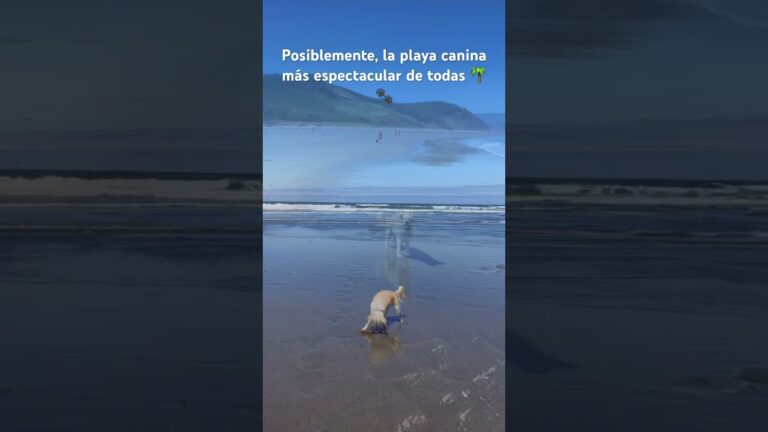 Paraíso perruno: descubre las mejores playas caninas en Asturias