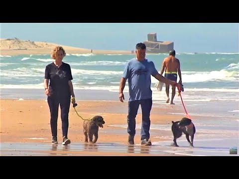 Descubre las playas de Cádiz pet-friendly: el paraíso para tu mascota