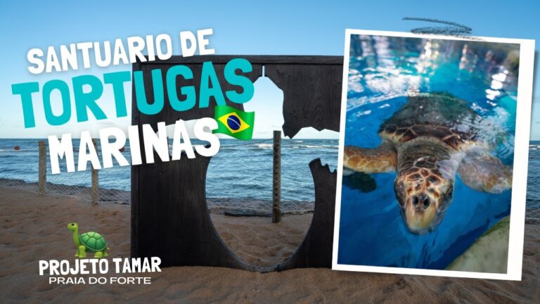 Descubre las maravillas costeras de Zanzíbar: paraísos tropicales en 70 caracteres