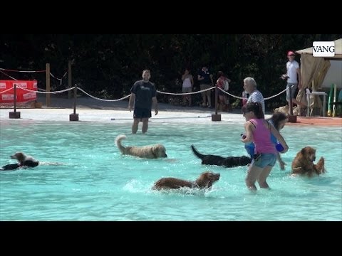Descubre los mejores lugares en Denia para disfrutar con tu perro