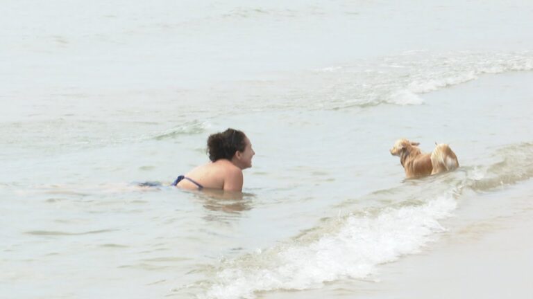 Mar y mascotas: Disfruta del mar con tu perro en Barcelona