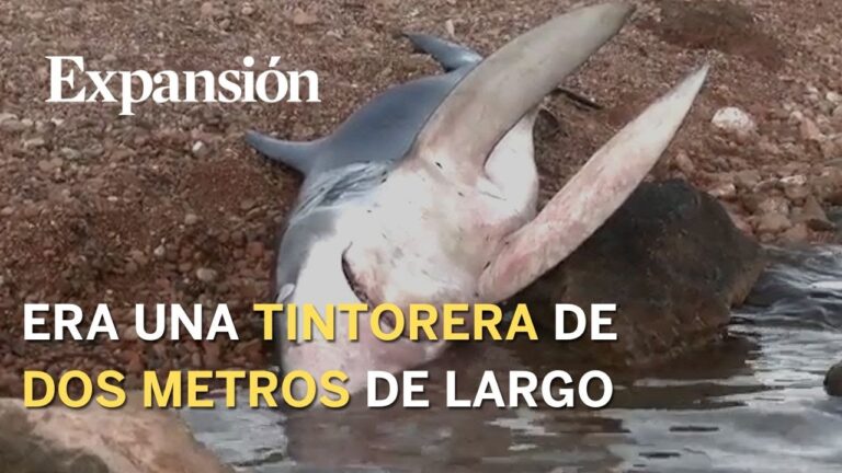 ¡Alerta! Tiburones sorprenden en playas españolas