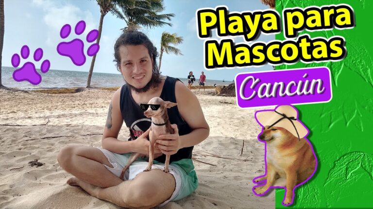 Paraísos playeros perrunos: destinos ideales para disfrutar del mar con tu mascota