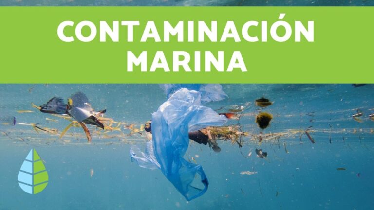 Devastadores efectos de la contaminaci&oacute;n en la vida marina de nuestras playas