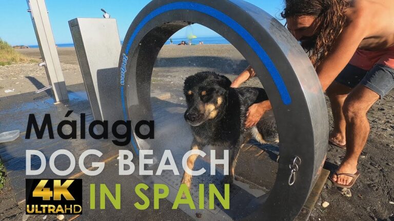 Descubre las mejores playas para perros en Torrox: diversi&oacute;n asegurada